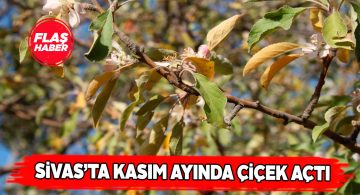 Kış mevsimine girerken açan çiçekler herkesi şaşırttı