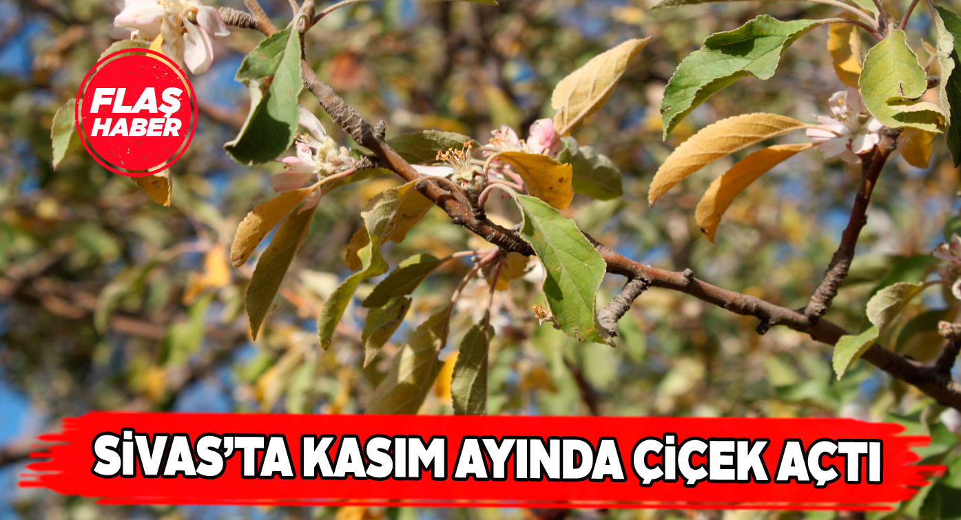 Kış mevsimine girerken açan çiçekler herkesi şaşırttı