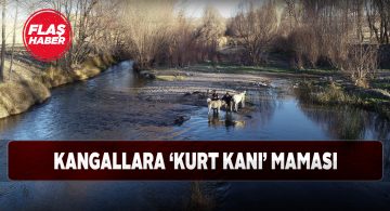 Kangallar mevsim değişikliklerine adapte oluyor