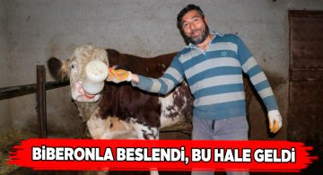 Biberonla beslenen buzağının son hali görenleri şaşırtıyor