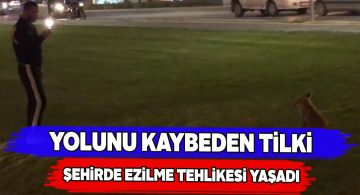 Sivas şehir merkezinde dolaşan tilki canından oluyordu