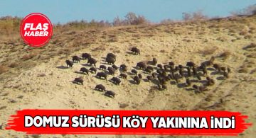 Dikmeçay’da 60 domuz köye indi