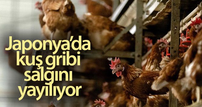 Japonya’da kuş gribi salgını yayılıyor