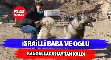 Kangal köpekleri için kilometrelerce öteden geldiler