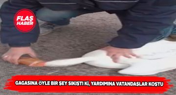 Gagasını kutuya sıkıştıran kaz için vatandaşlar seferber oldu