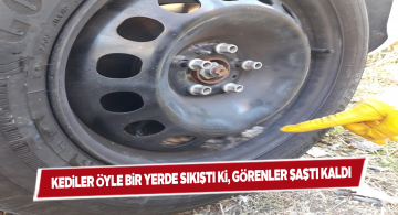 Jantın içine giren kediler için kurtarma operasyonu