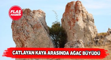 Kaya çatlağı arasında kuşburnu ağacı yetişti