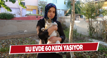 60 kediye bakan hayvanseverin mama ihtiyacı var
