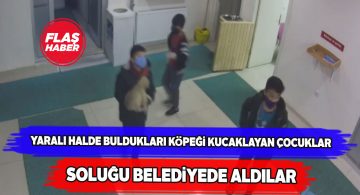 Minik kalpler yaralı köpeğe sahip çıktı