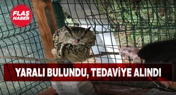 Vatandaşların dikkati bir puhu kuşunu hayata bağladı