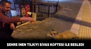 Tilki Sivas köftesini sevdi!