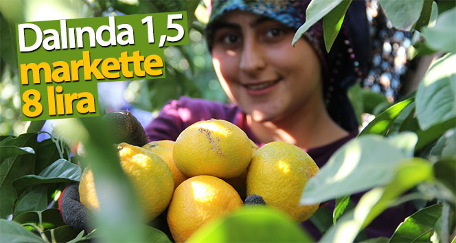 1,5 markette 8 lira
