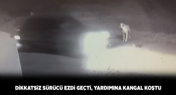 Otomobili ile ezdiği kediyi yolda bırakıp kaçtı