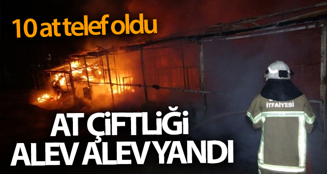 Alevler içinde yanan at çiftliği: 10 at telef oldu