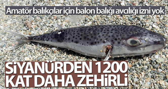Amatör balıkçılar için kirpi balığı avlama izni yoktur