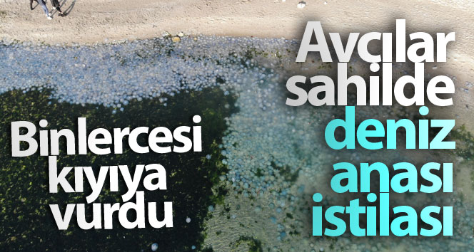 Avcılar’da sahilde denizanası istilası havadan görüntülendi