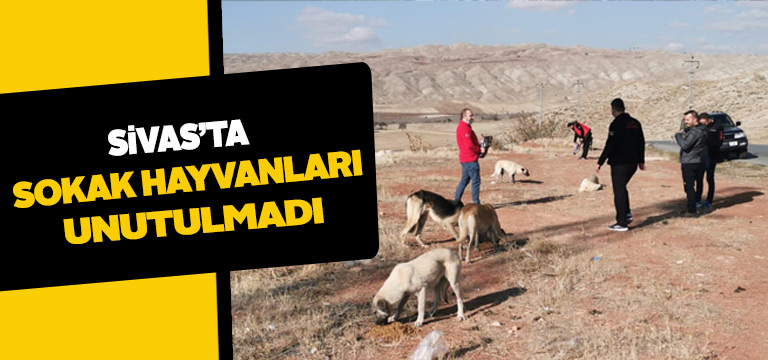 DASKUT sokak hayvanları için sahada