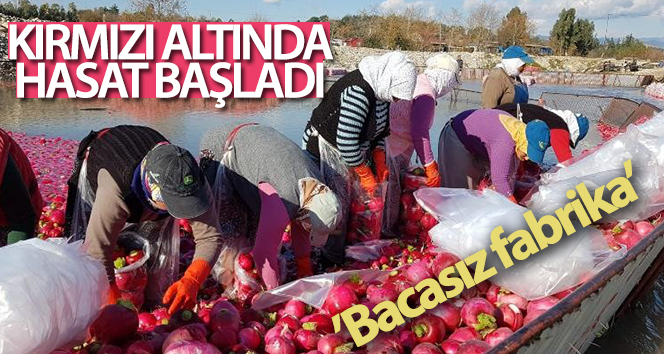 Hasat ‘kırmızının altında’ başladı