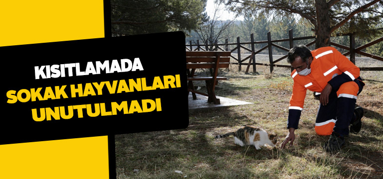 Sivas Belediyesi hayvanları unutmadı