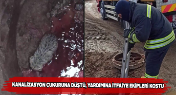 İtfaiye erleri yavru kangalı kanalizasyon çukurundan kurtardı