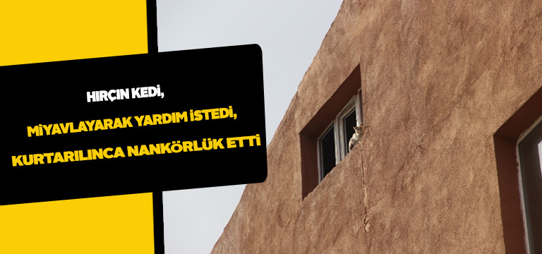 Kedi kurtarılmak istemedi