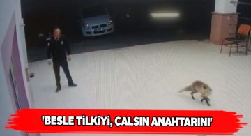 Kurnaz tilki otomobilin anahtarlarını çaldı
