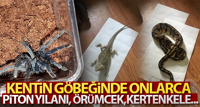 Polisin baskınında onlarca piton yılanı, kentenkele, örümcek ve kurbağa yakalandı