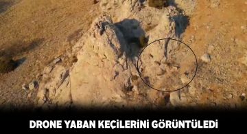 Sivas Doğa Koruma ekipleri drone ile yaban keçilerini görüntüledi