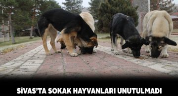 Sivas Valiliği kısıtlama günlerinde sokak hayvanların unutmadı