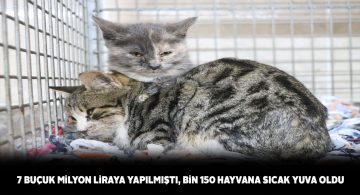 Sivas’ın sokak hayvanlarına belediye barınağı sahip çıkıyor