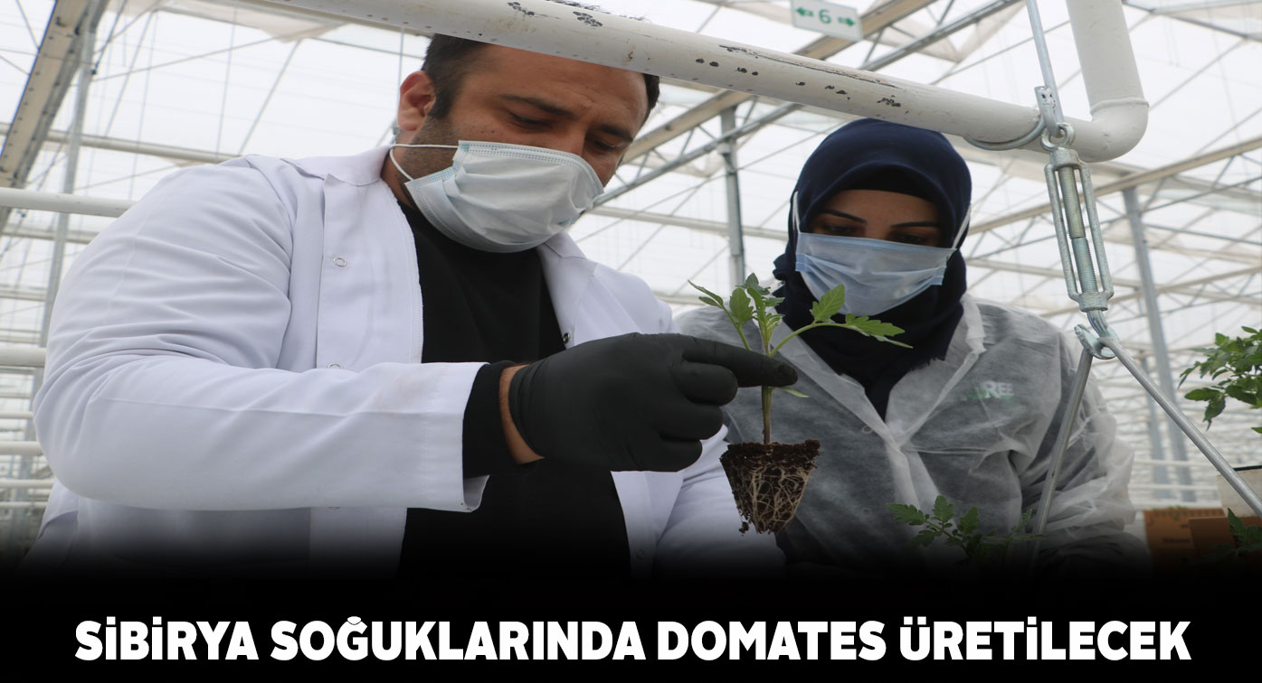 Sivas’taki ilk sera projesi ile domates üretilecek