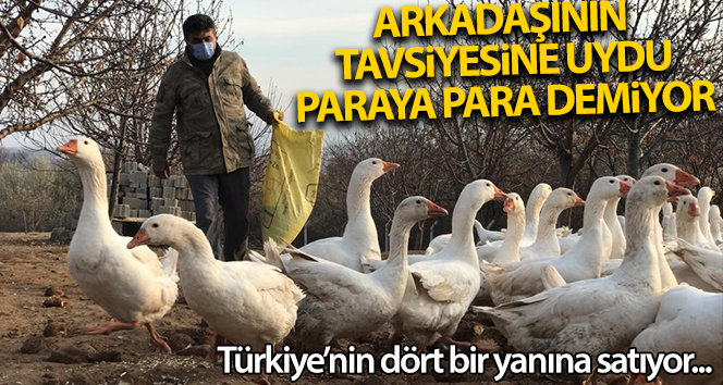 uydu arkadaşının tavsiyesi artık paraya para değil: Türkiye’nin dört bir yanına kaz yumurtası satmak