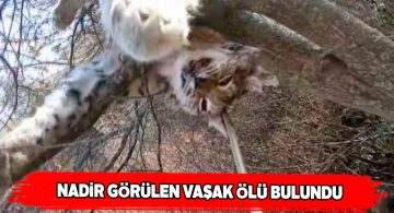 Vaşağın ölü bedeni ağaçta asılı halde bulundu