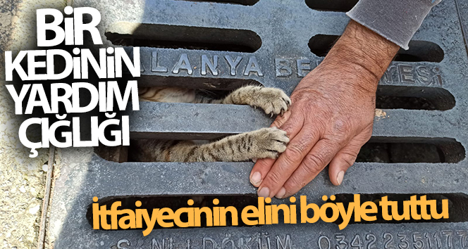 Yağmur suyu mazgal deliğine sıkışmış yavru kedi kurtarıldı