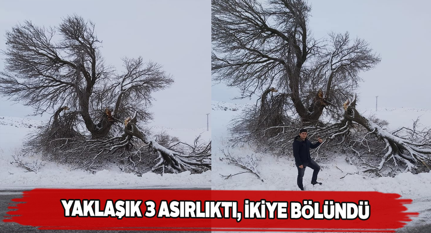 3 asırlık armut ağacı düşen yıldırım ile ikiye bölündü