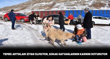 Kamu kurumlarının yemek artıkları sokak hayvanlarına gidiyor