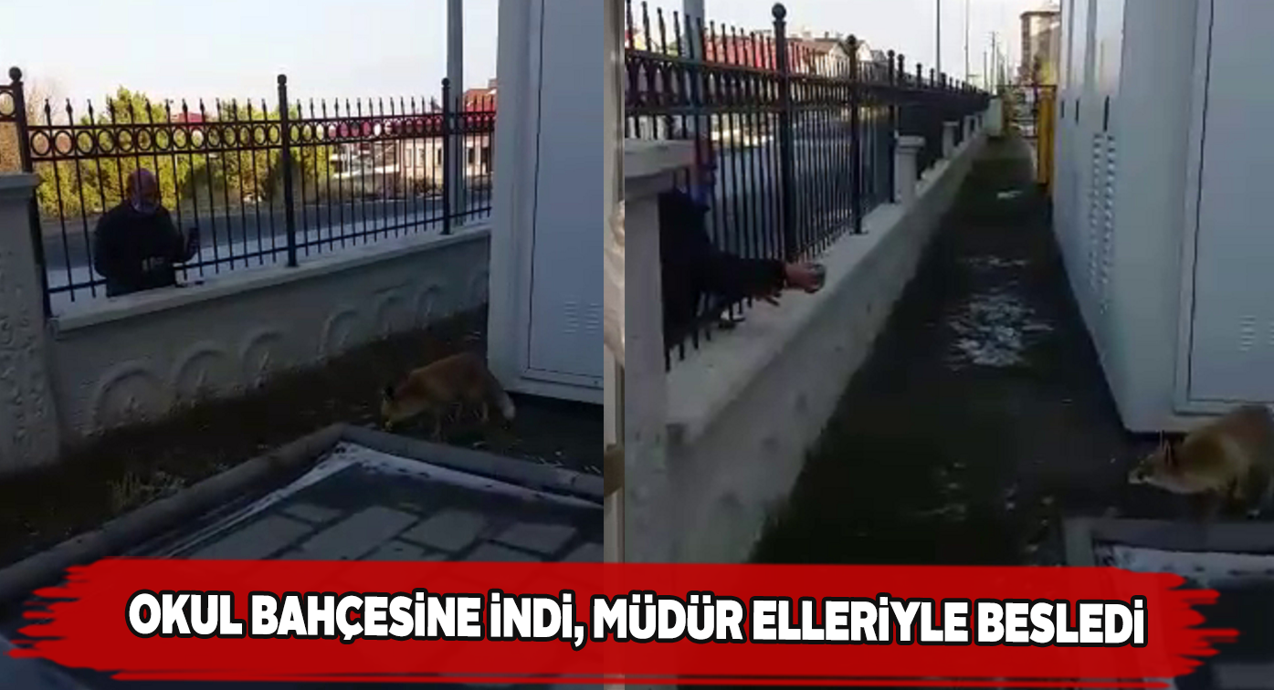 Aç kalan tilkiyi okul müdürü besledi