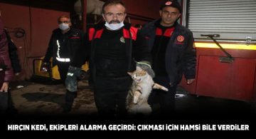 Aracın motoruna giren kedi çıkmak istemedi