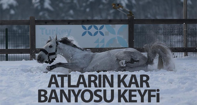 Atların kar banyosu keyfi