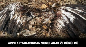 Bilinçsiz avlanma sonucu kartalı vurdular