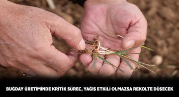 Bu seneki buğday üretiminin kaderi 15 günlük yağışa bağlı