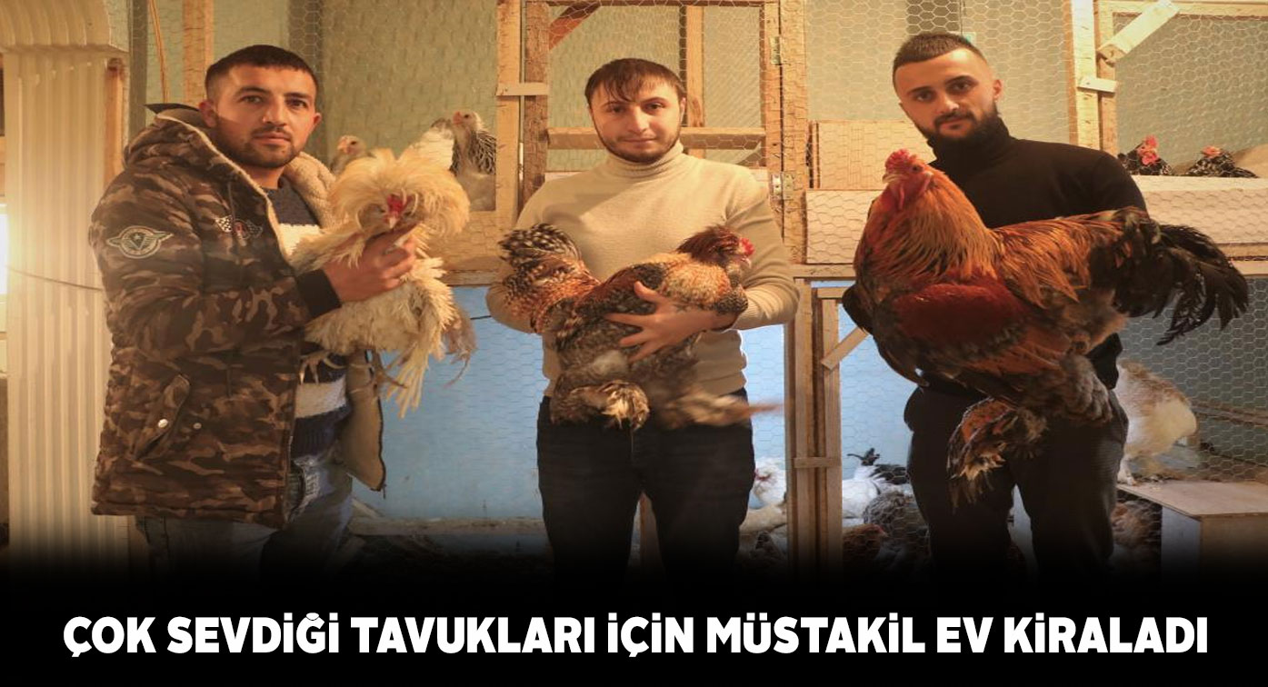 Cins tavuk yetiştiricisi genç tavukları için ev kiraladı