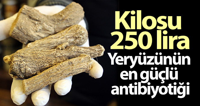 Dünyanın en güçlü antibiyotiği: ‘Udi Türkiye’