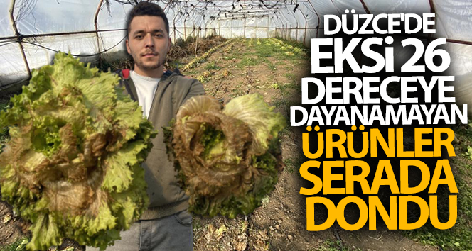 Düzce’de eksi 26 dereceye dayanamayan ürünler serada dondu