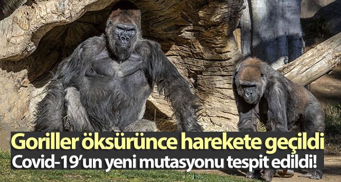 Gorillerde ilk kez koronavirüs tespit edildi