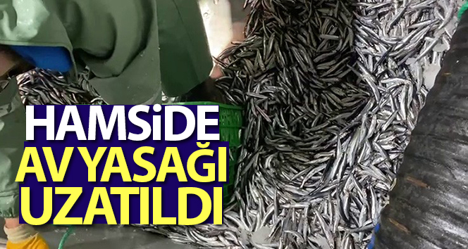 Hamsi avcılığına kısmi durdurma 7 Şubat’a kadar uzatıldı