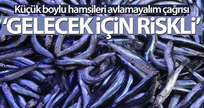 ‘Hamsinin erken yakalanması gelecek için riskli’