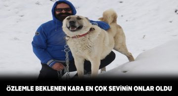 Sivas’ta yağan kara insanlar kadar hayvanlarda çok sevindi