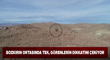 Sivas’ın Karayün köyündeki 400 yıllık ardıç ağacı dikkat çekiyor