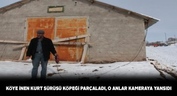 Köye inen 7 kurdun köpeği parçalama görüntüleri güvenlik kamerasında